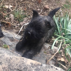 Image pour l'annonce Chiots Cairn Terrier