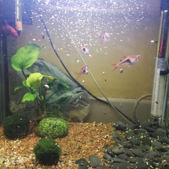 Image pour l'annonce Je donne un aquarium de 30L avec 5x Rasbora Hengeli, 1xBetta, 2x Cardina Multidentata, 1x Escargot.