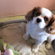 Image pour l'annonce Propose Cavalier King Charles mâle pour saillie