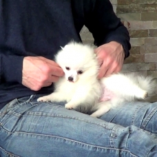 Image pour l'annonce chiot Spitz allemand nain encore disponible