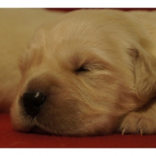 Image pour l'annonce Chiots Golden Retriever à réserver