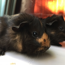 Image pour l'annonce Donne 2 cochons d'Inde femelle nés le 14 janviers