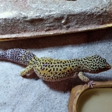 Image pour l'annonce vends deux femelles geckos léopard plus terrarium équipé