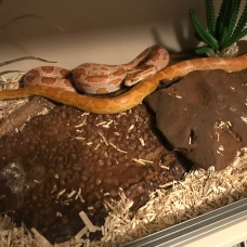 Image pour l'annonce vend deux serpents elaphe orange et vivarium complet