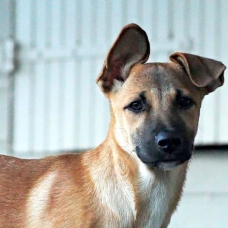 Image pour l'annonce Pumba, chiot mâle croisé à adopter