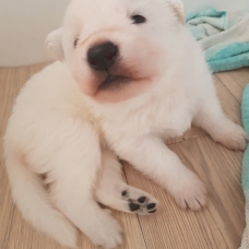 Image pour l'annonce Vends chiots berger blanc suisse