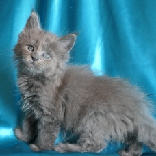 Image pour l'annonce Chatons Maine coon femelles de diverses couleurs