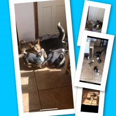 Image pour l'annonce magnifiques chiots Welsh Corgi (pembroke) pour adoption