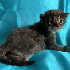 Image pour l'annonce Chaton maine coon femelle brown