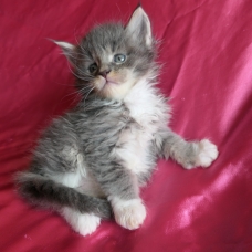 Image pour l'annonce Chatons maine coon femelles Loof