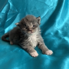 Image pour l'annonce Adorable Chaton maine coon femelle blue