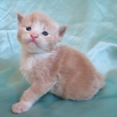 Image pour l'annonce Chatons maine coon mâles et femelles Loof