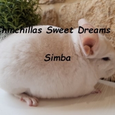 Image pour l'annonce 15 chinchillas réduction élevage familial dispo