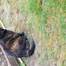 Image pour l'annonce donne chatte écaille de tortue