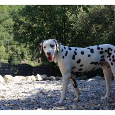 Image pour l'annonce Chiots Dalmatien a réserver