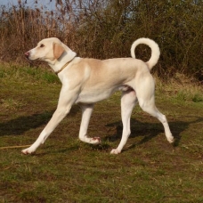 Image pour l'annonce Grand chien lévrier