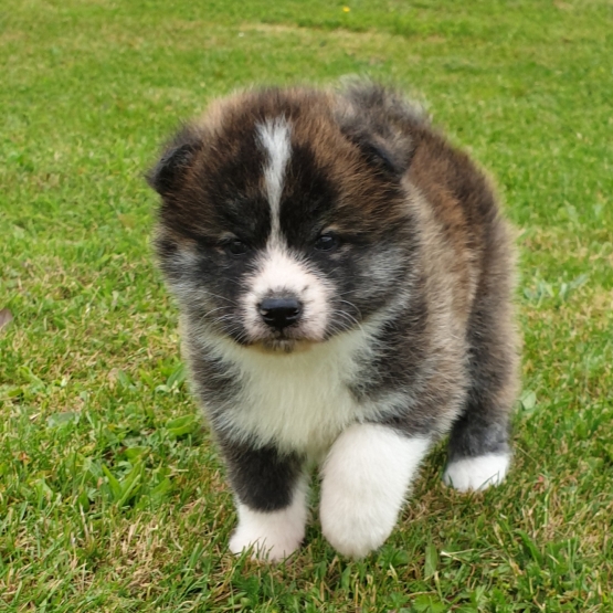 Image pour l'annonce Magnifiques Chiots Akita Inu à réserver