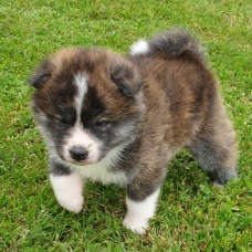 Image pour l'annonce Magnifiques Chiots Akita Inu à réserver