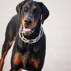 Image pour l'annonce Magnifique Mâle Dobermann pour sailli