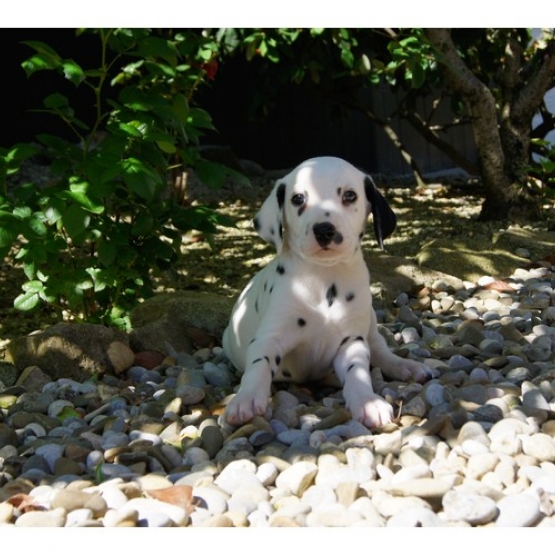 Image pour l'annonce Chiots Dalmatien a réserver