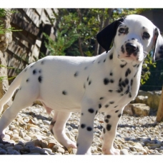 Image pour l'annonce Chiots Dalmatien a réserver