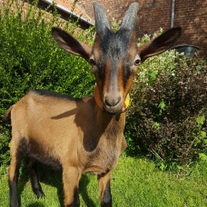 Image pour l'annonce Chevreaux mâles