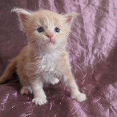 Image pour l'annonce Chatons maine coon mâles Loof