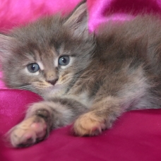 Image pour l'annonce Chatons maine coon mâles et femelle