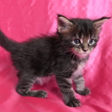 Image pour l'annonce Chatons maine coon blue et brown Loof