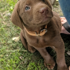 Image pour l'annonce Adorables chiots labradors LOF