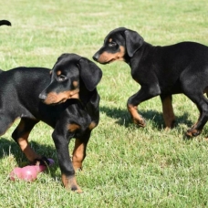 Image pour l'annonce Chiots Dobermann mâles et femelles LOF