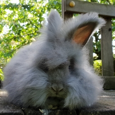 Image pour l'annonce lapin nain,angora,anglais,minilop,bélier français,géant des flandres,loffel