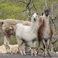 Image pour l'annonce Vends jeune lama mâle éduqué