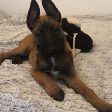 Image pour l'annonce Berger Belge Malinois a vendre