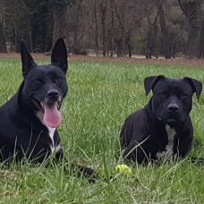 Image pour l'annonce Donne 2chiens Berger Croisé (Mère+Fils)