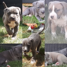 Image pour l'annonce Vends chiots American staffordshire terrier LOF