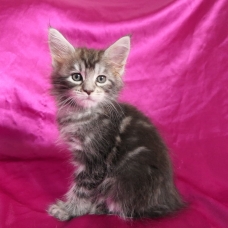 Image pour l'annonce Chaton maine coon femelle Loof