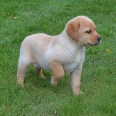 Image pour l'annonce Adorables chiots labradors LOF