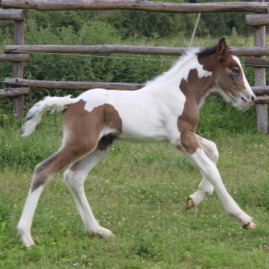 Image pour l'annonce Vends poulain irish cob