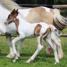 Image pour l'annonce Vends poulain irish cob