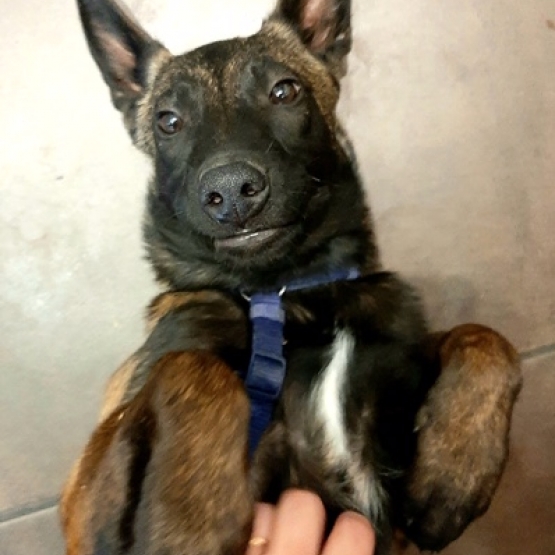 Image pour l'annonce Chiots Berger Belge Malinois