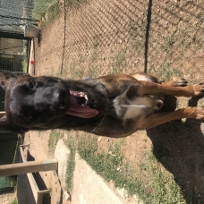 Image pour l'annonce Berger Belge Malinois