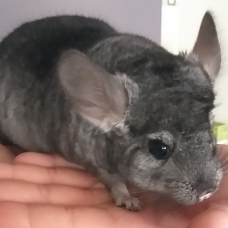 Image pour l'annonce Vends 2 chinchillas mâles