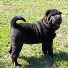 Image pour l'annonce A vendre Magnifiques Chiots Shar Pei (LOF) du Domaine du Mont Chokaï