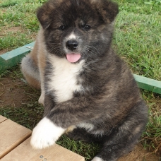 Image pour l'annonce Chiots Akita Inu (LOF) du Domaine du Mont Chokaï