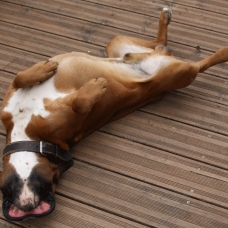 Image pour l'annonce Beau boxer cherche copine pour faire de beaux bébés