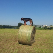 Image pour l'annonce Recherche femelle setter irlandais croisée beauceron