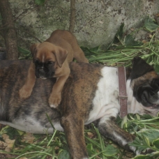 Image pour l'annonce VEND BEAU BOXER MÂLE