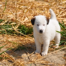 Image pour l'annonce Chiots Fox-terrier à poil lisse LOF à réserver