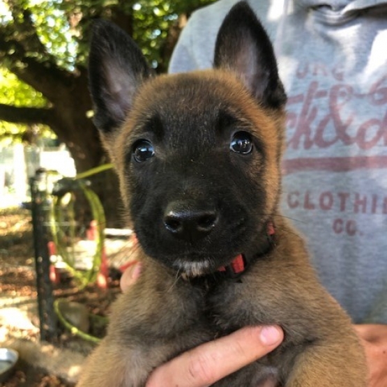 Image pour l'annonce Berger Belge Malinois